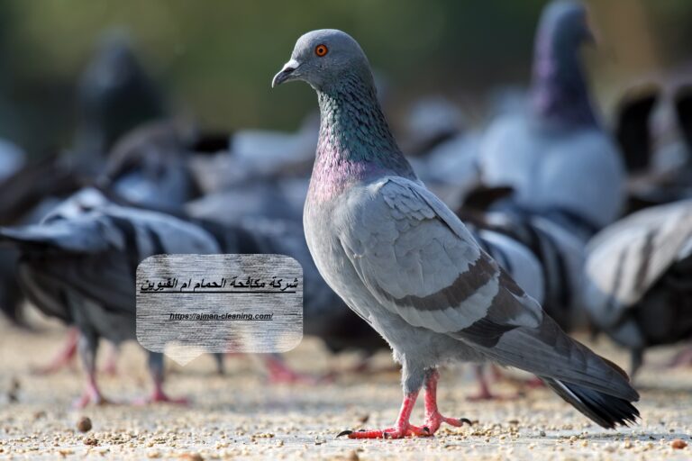 شركة مكافحة الحمام ام القيوين |+971501732352| طرد الطيور