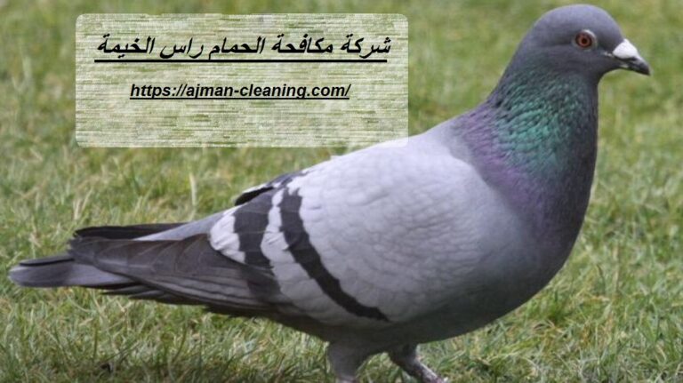 شركة مكافحة الحمام في راس الخيمة |0501732352| طارد حمام
