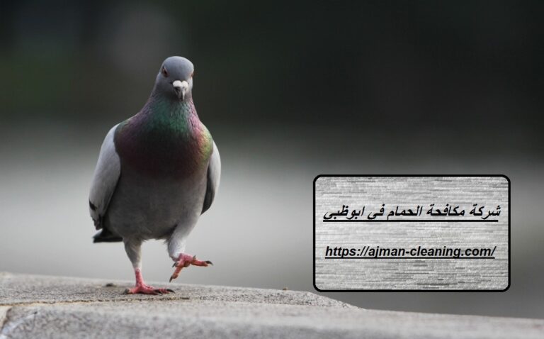 شركة مكافحة الحمام في ابوظبي |+971501732352| ابادة حشرات