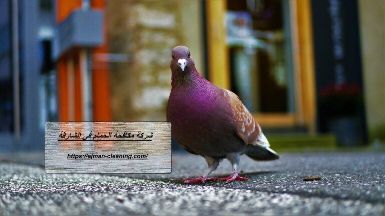شركة مكافحة الحمام في الشارقة |+971501732352| تركيب طارد الحمام
