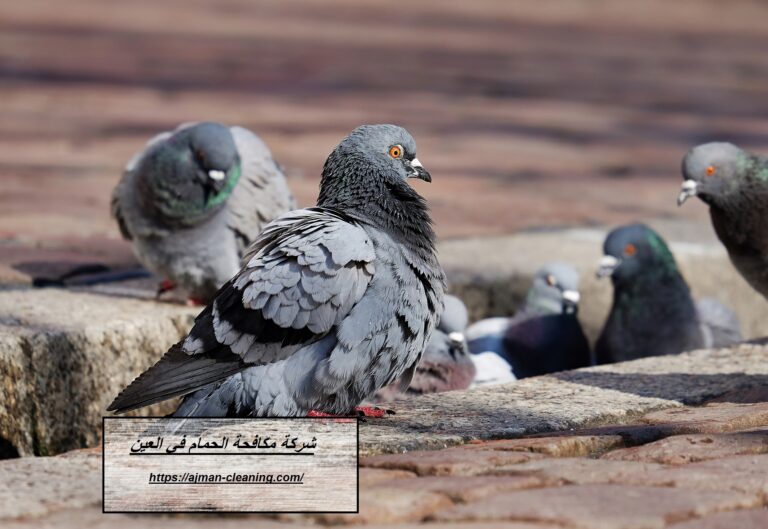 شركة مكافحة الحمام في العين |+971501732352| مكافحة الطيور