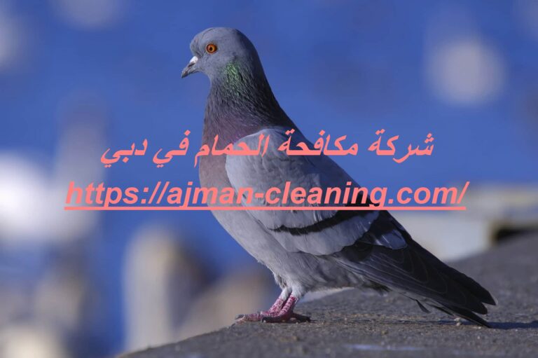شركة مكافحة الحمام في دبي |+971501732352| طارد حمام