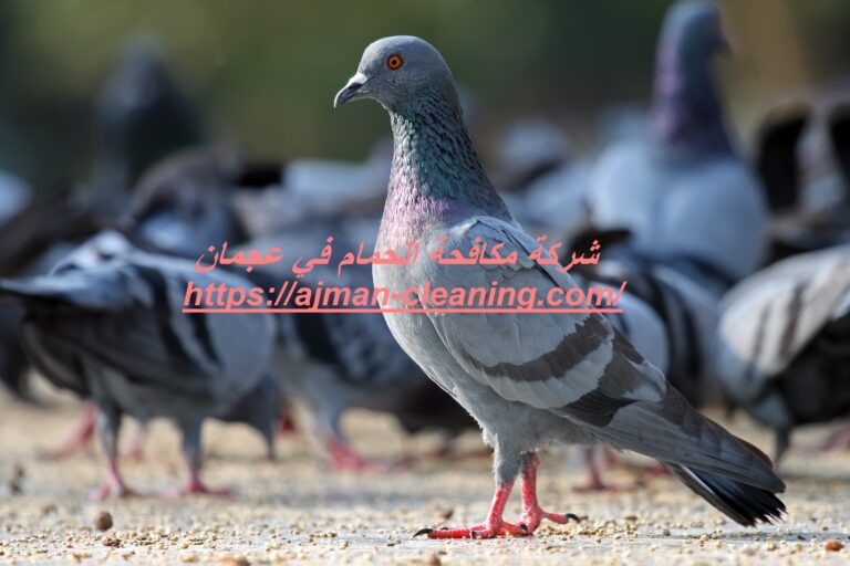 شركة مكافحة الحمام في عجمان |+971501732352| طرد الطيور
