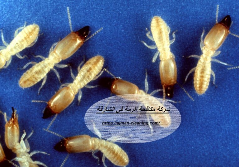 شركة مكافحة الرمة في الشارقة |+971501732352| مكافحة الحشرات