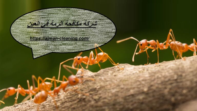 شركة مكافحة الرمة في العين |+971501732352| رش حشرات