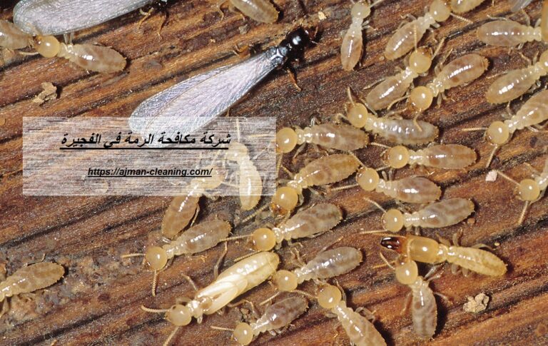 شركة مكافحة الرمة في الفجيرة |+971501732352| ابادة فورية