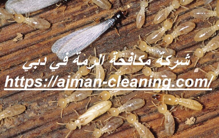 شركة مكافحة الرمة في دبي |+971501732352| النمل الأبيض