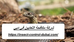 شركة مكافحة الثعابين في دبي