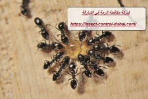 شركة مكافحة الرمة في الشارقة