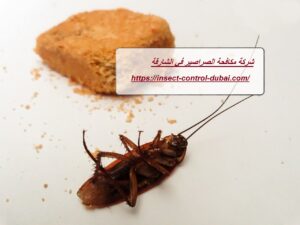 شركة مكافحة الصراصير في الشارقة
