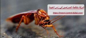 شركة مكافحة الصراصير في راس الخيمة
