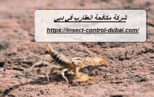 شركة مكافحة العقارب في دبي