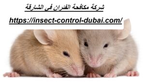 شركة مكافحة الفئران في الشارقة