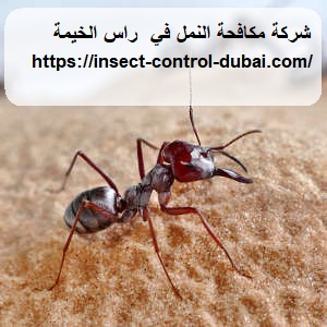 شركة مكافحة النمل في راس الخيمة