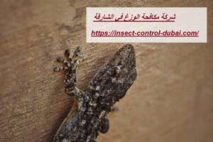 شركة مكافحة الوزغ في الشارقة