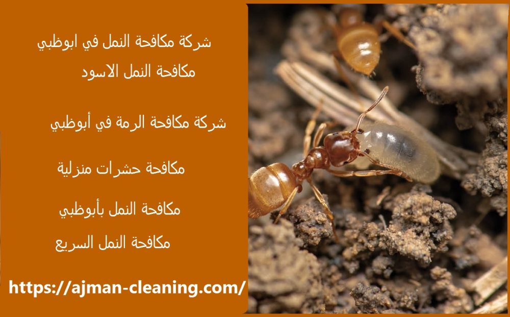شركة مكافحة النمل في ابوظبي