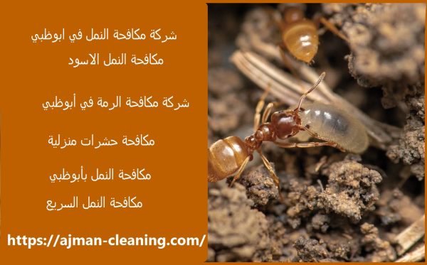 شركة مكافحة النمل في ابوظبي