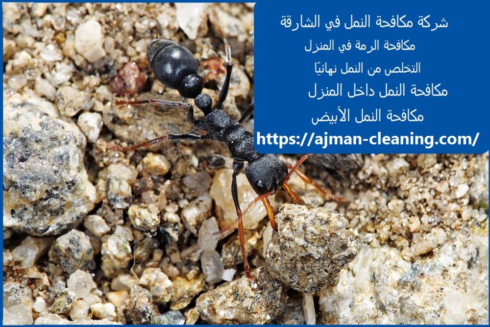 شركة مكافحة النمل في الشارقة