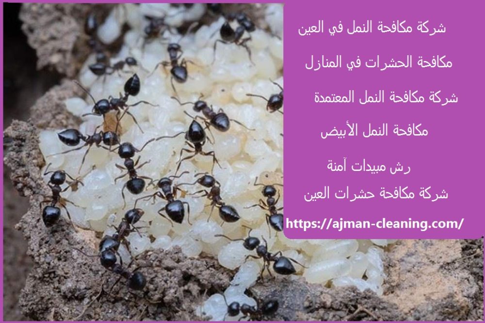 شركة مكافحة النمل في العين