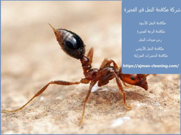 شركة مكافحة النمل في الفجيرة