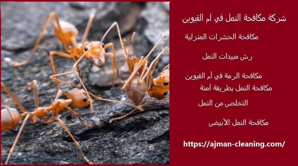 شركة مكافحة النمل في ام القيوين
