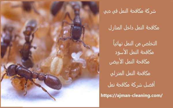 شركة مكافحة النمل في دبي