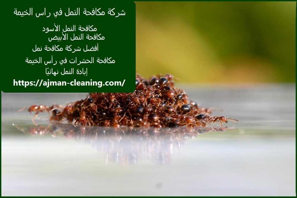 شركة مكافحة النمل في راس الخيمة