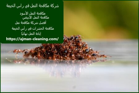 شركة مكافحة النمل في راس الخيمة