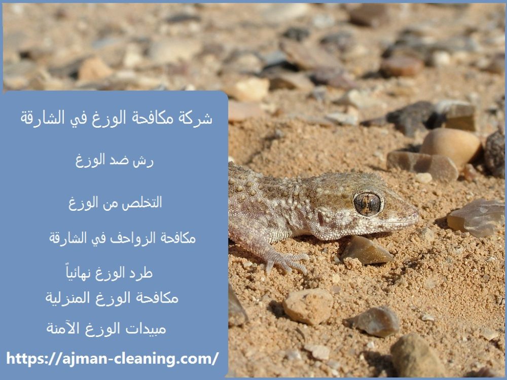 شركة مكافحة الوزغ في الشارقة