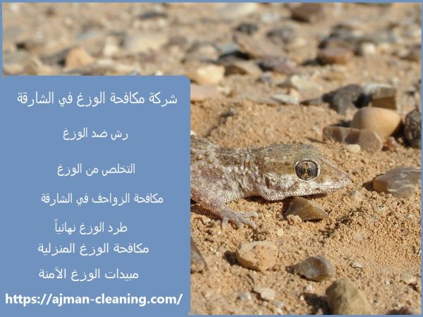 شركة مكافحة الوزغ في الشارقة