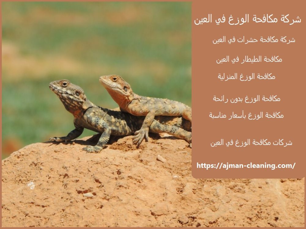 شركة مكافحة الوزغ في العين