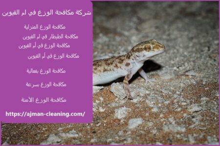 شركة مكافحة الوزغ في ام القيوين