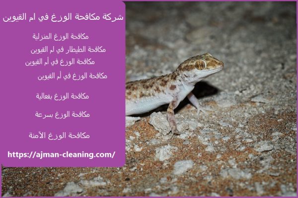 شركة مكافحة الوزغ في ام القيوين