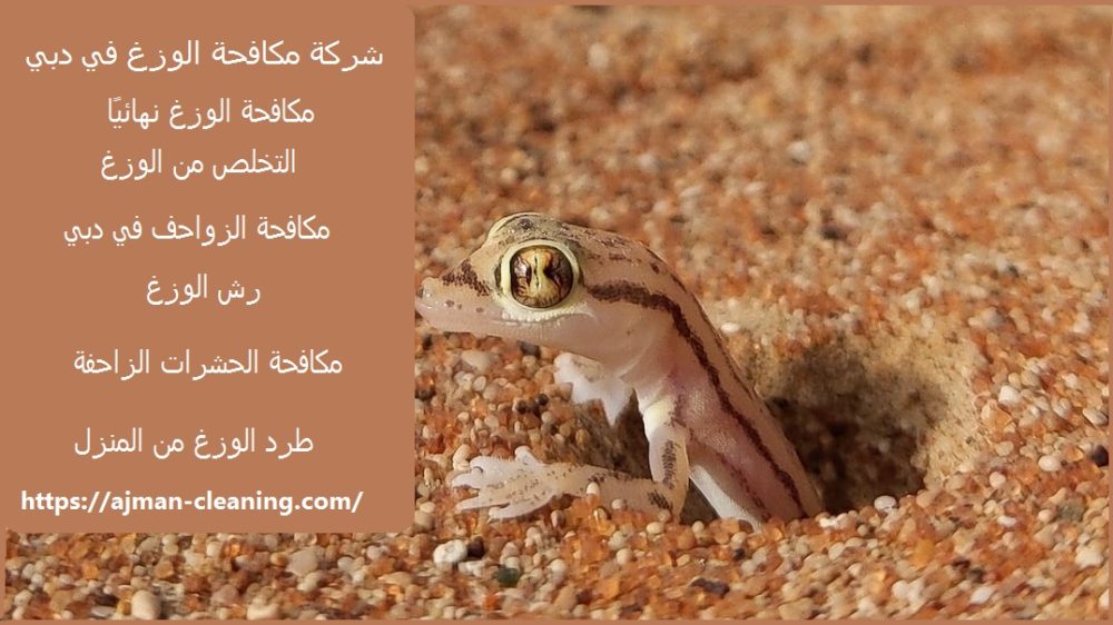 شركة مكافحة الوزغ في دبي