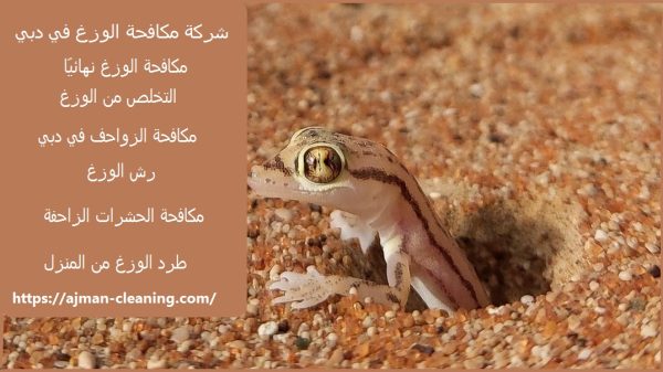 شركة مكافحة الوزغ في دبي