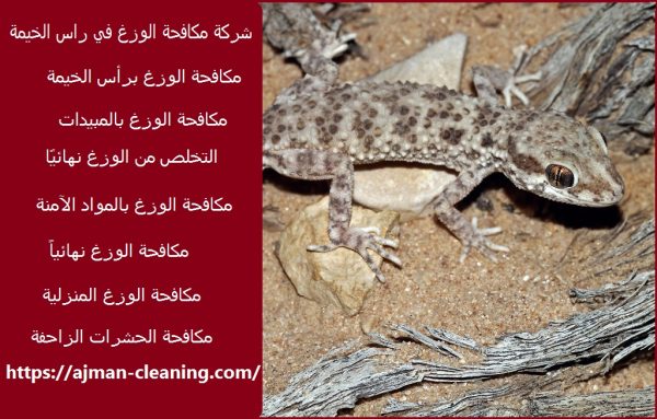 شركة مكافحة الوزغ في راس الخيمة