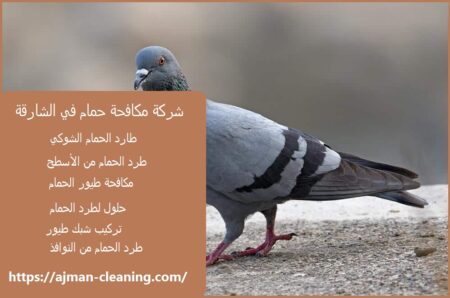شركة مكافحة حمام في الشارقة