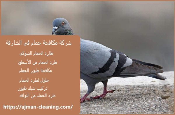 شركة مكافحة حمام في الشارقة