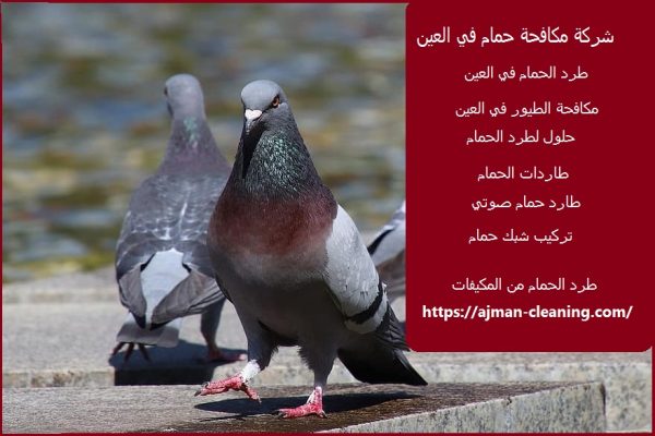 شركة مكافحة حمام في العين