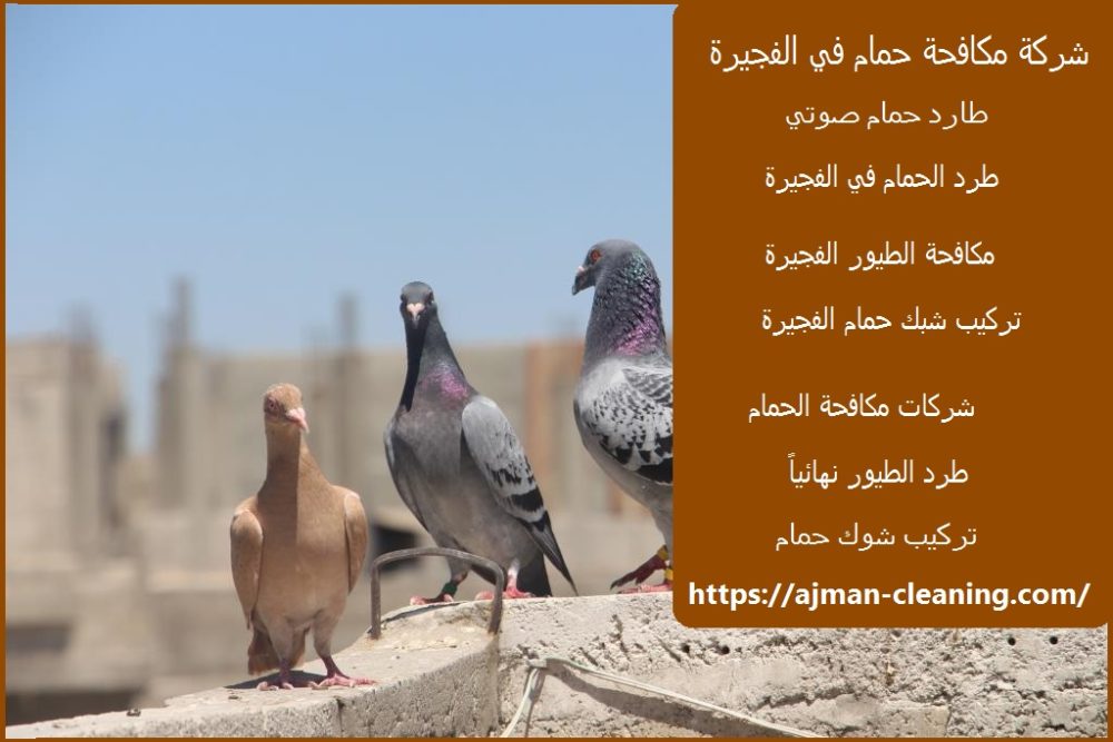 شركة مكافحة حمام في الفجيرة