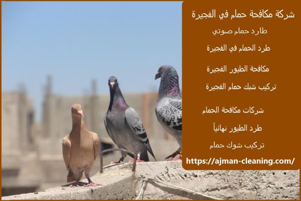 شركة مكافحة حمام في الفجيرة