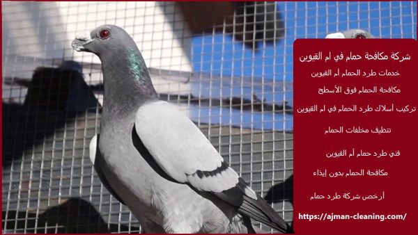 شركة مكافحة حمام في ام القيوين