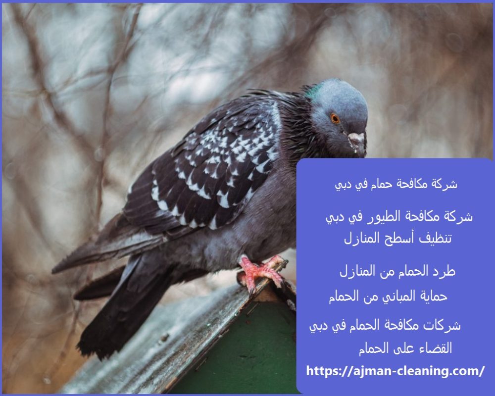 شركة مكافحة حمام في دبي