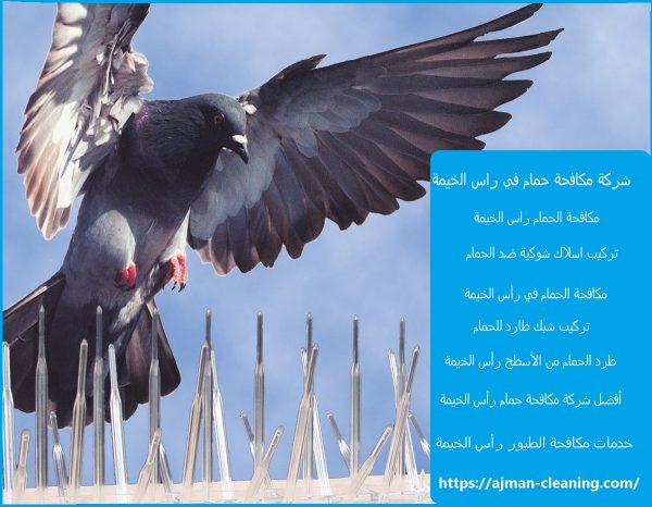 شركة مكافحة حمام في راس الخيمة