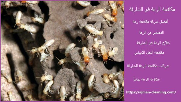 مكافحة الرمة في الشارقة