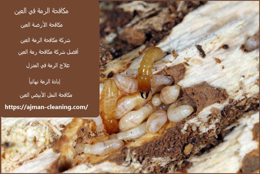 مكافحة الرمة في العين