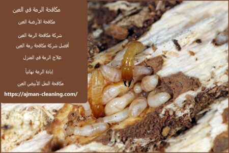 مكافحة الرمة في العين