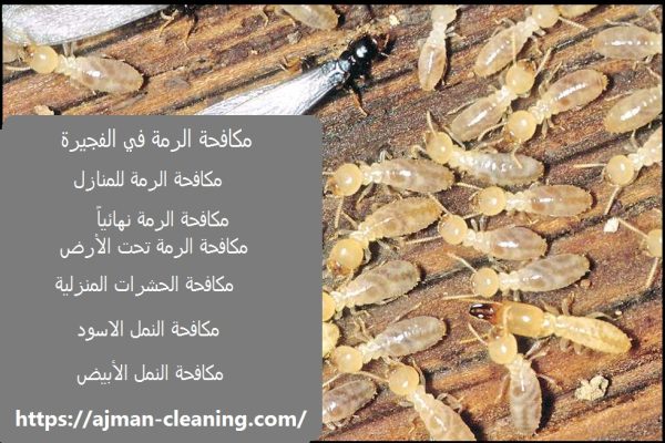 مكافحة الرمة في الفجيرة