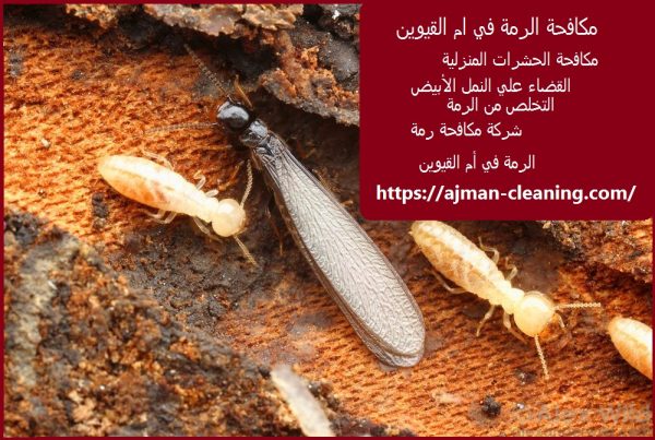 مكافحة الرمة في ام القيوين