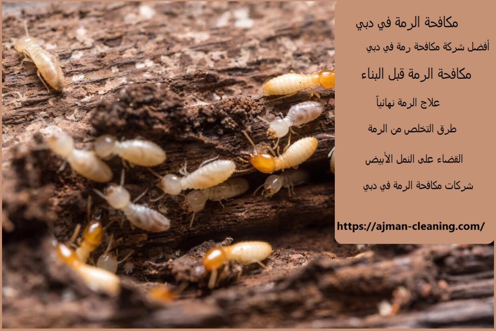 مكافحة الرمة في دبي